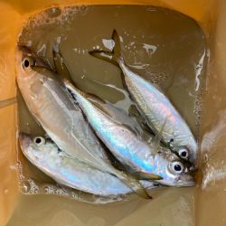 朝マズメのサーフでアジ釣りで4匹GET