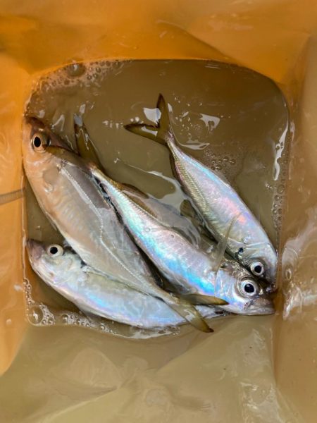 朝マズメのサーフでアジ釣りで4匹GET