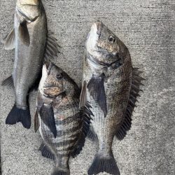 久々のセイゴさん🐟