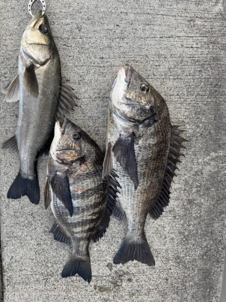 久々のセイゴさん🐟