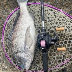 3月3日はクロダイ3匹！