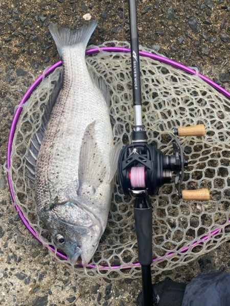 3月3日はクロダイ3匹！