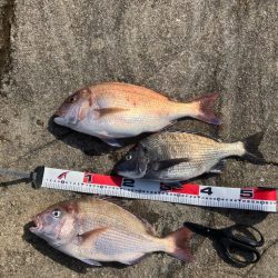 マダイの磯釣り