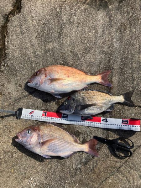 マダイの磯釣り