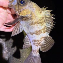 姫路メバル降臨