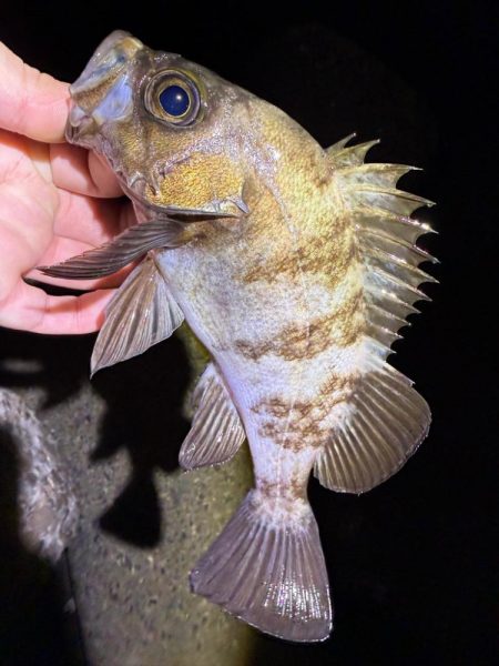 姫路メバル降臨