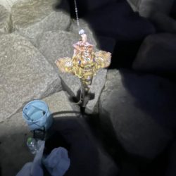 ガシラばっかり