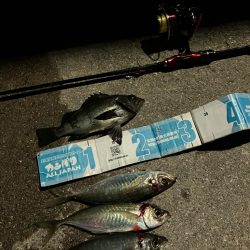 アジング&メバリング