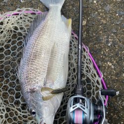 雨上がりチニング！