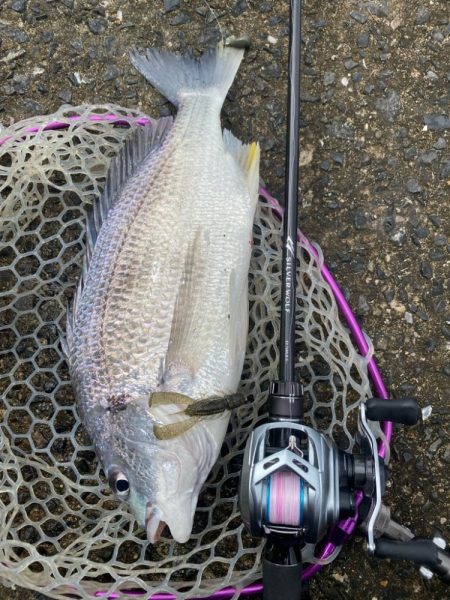 雨上がりチニング！