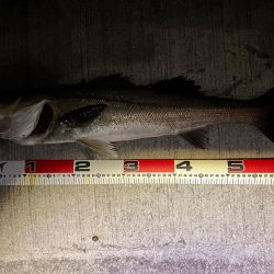 アフターシーバス