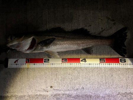 アフターシーバス