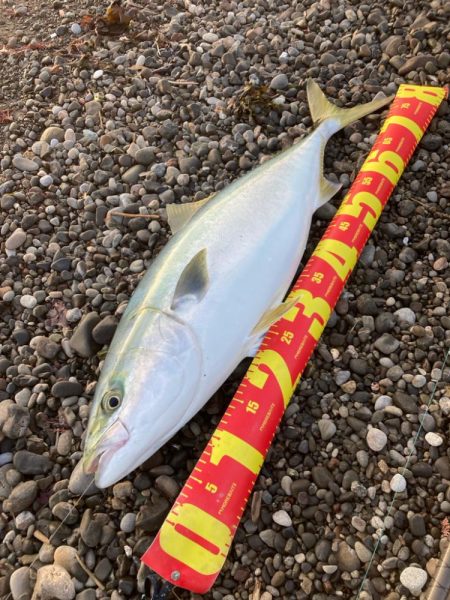 朝マズメの泳がせ釣りで84cmのブリGET…