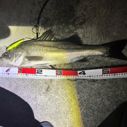 爆風の中の一本