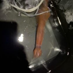 大型ヤリイカゲット