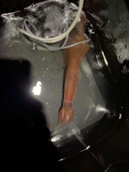 大型ヤリイカゲット