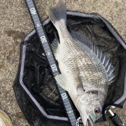 ヘチってきました