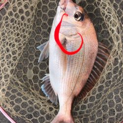 厳寒期タイラバ