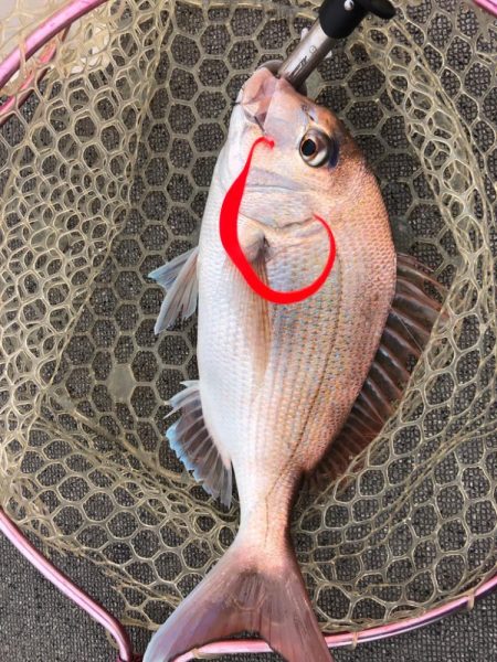 厳寒期タイラバ