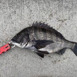 撒き餌が無くなりかけにおチヌ様