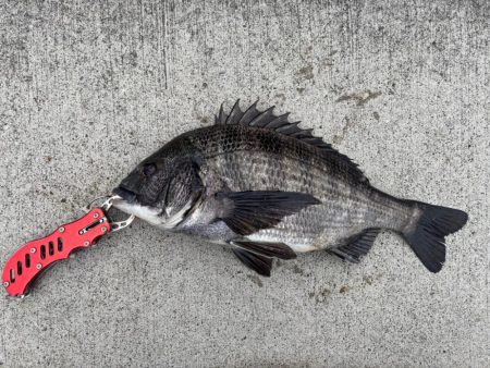 撒き餌が無くなりかけにおチヌ様