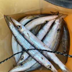 朝マズメのカマス釣りで8匹GET