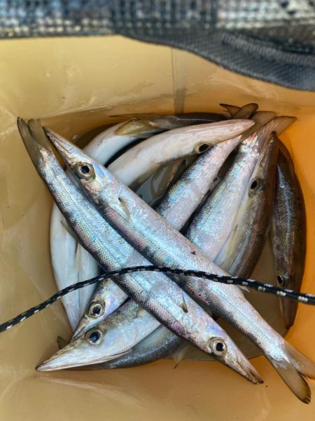 朝マズメのカマス釣りで8匹GET