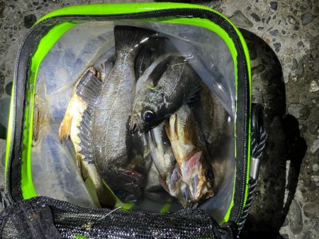 東二見メバル14