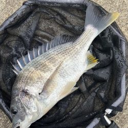 ヘチってきました