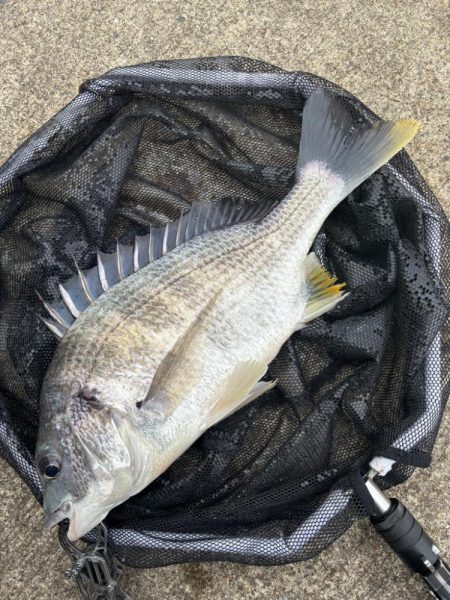 ヘチってきました