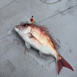 伊勢湾ジギング