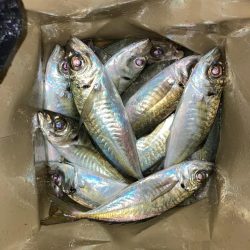 早朝のアジ釣りで14匹GET