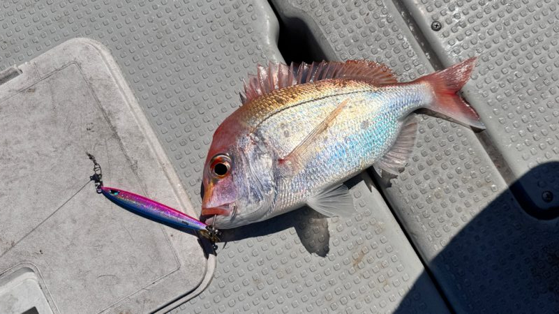 レンコ鯛/ブレードジギング