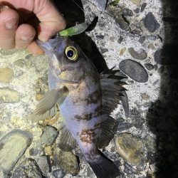 まだちょっと渋いのかな？