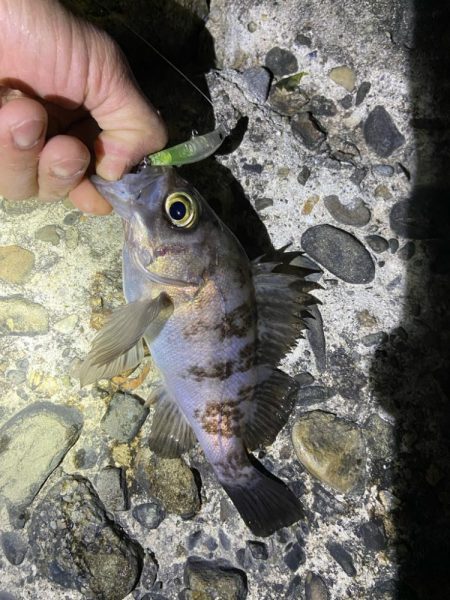 まだちょっと渋いのかな？