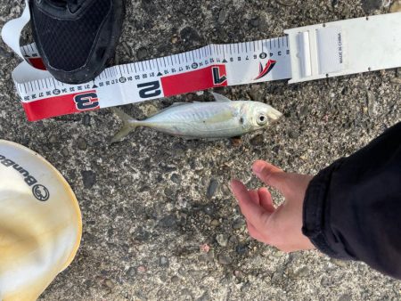 夜明け朝まずめ