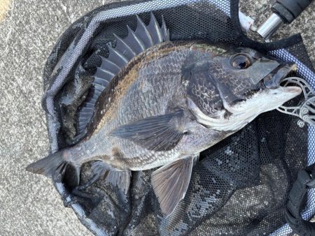 ヘチってきました