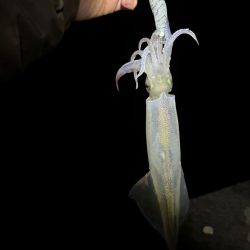 【三方エリア】ヤリイカリベンジ!