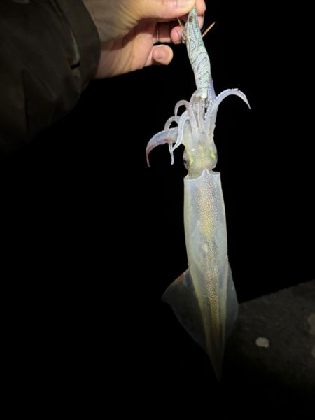 【三方エリア】ヤリイカリベンジ!