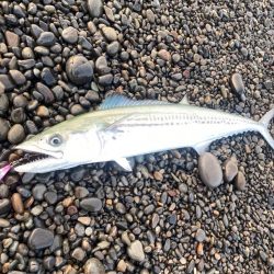 サーフでサゴシ