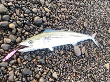 サーフでサゴシ