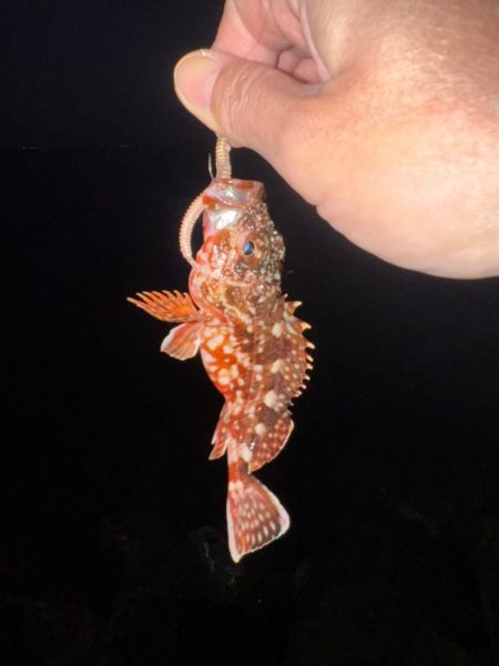 しごおわ釣行🎣