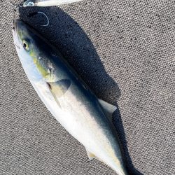 ハマチ/ジギング