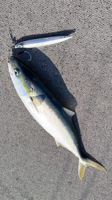 ハマチ/ジギング