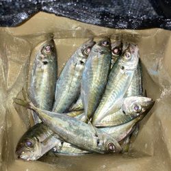 早朝のアジ釣りで10匹GET