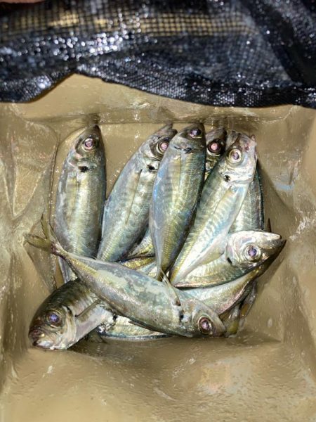 早朝のアジ釣りで10匹GET