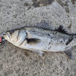 セイゴエビ撒き楽しめました