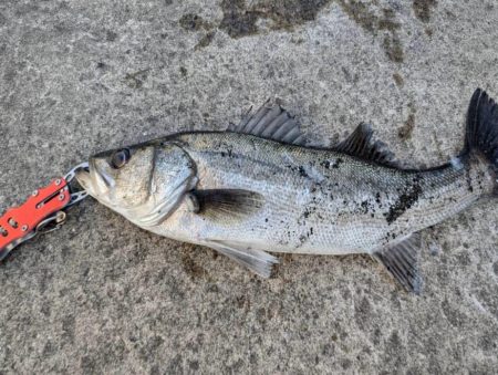 セイゴエビ撒き楽しめました