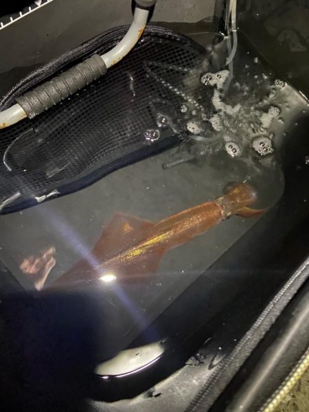 良型ヤリイカでお土産確保