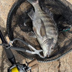 トレイシーチニング